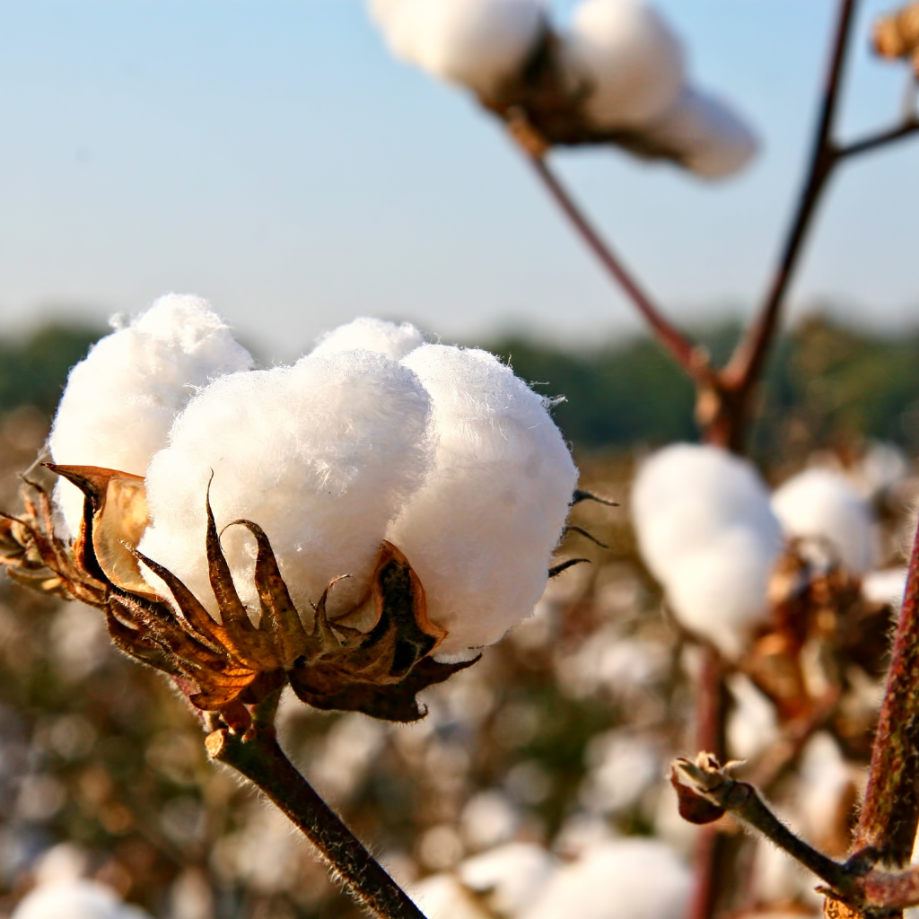 The Green Revolution: Unveiling the Importance of Organic Cotton