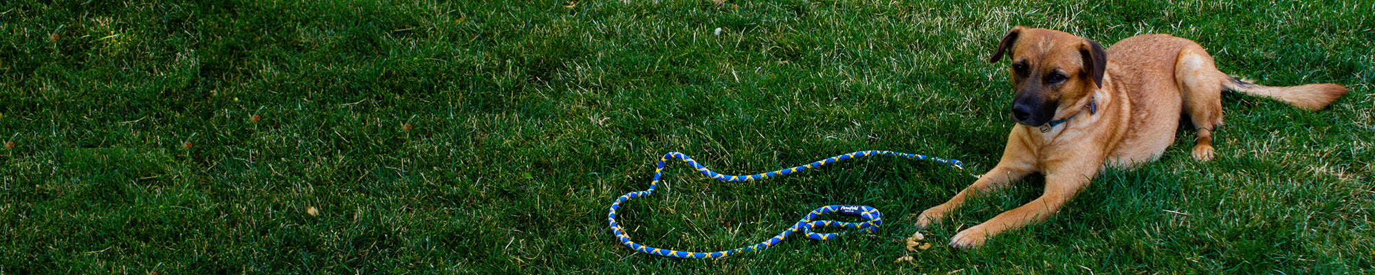 Outdoor dog outlet leashes