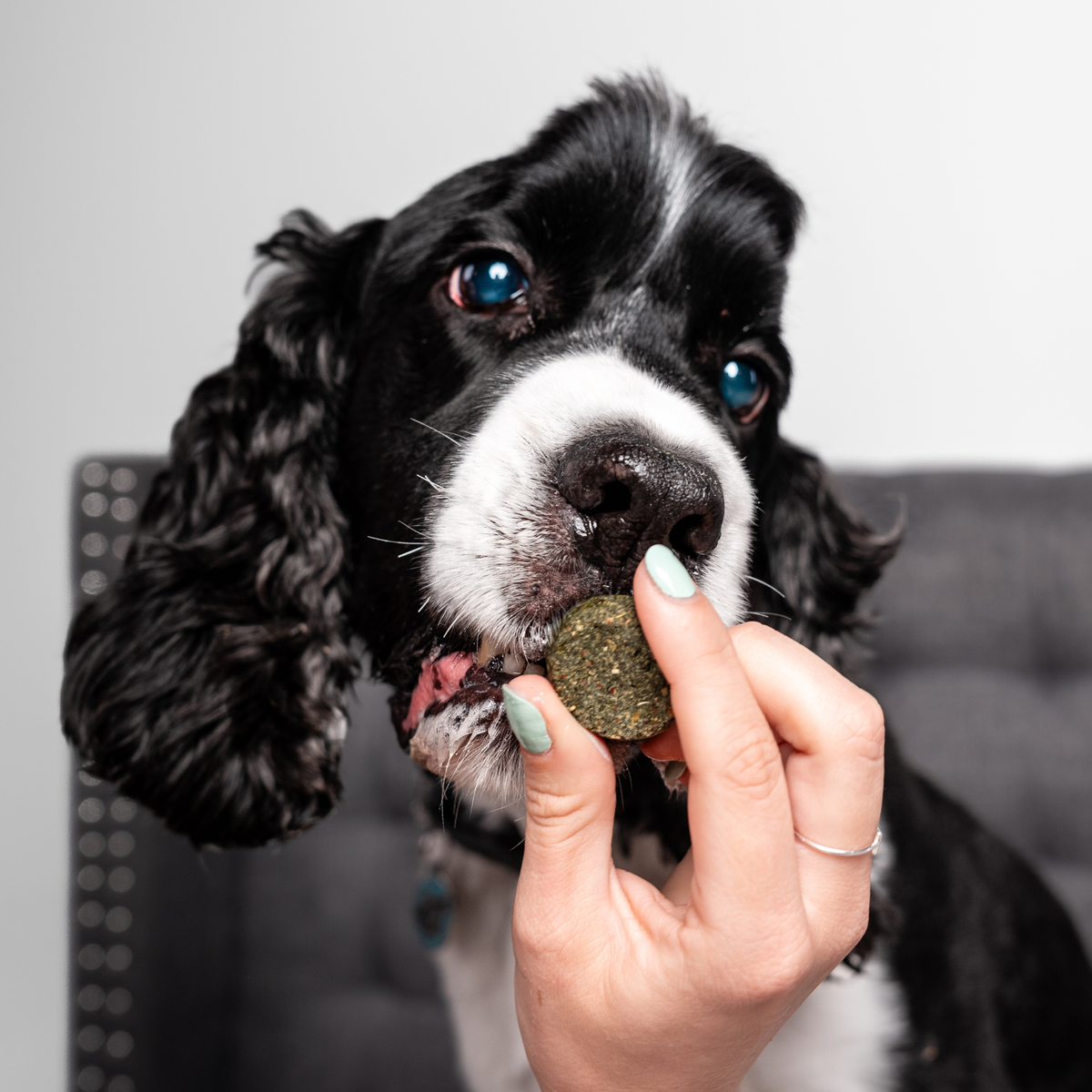 Chippin Sustainable Protein Dog Treat Starter Pack