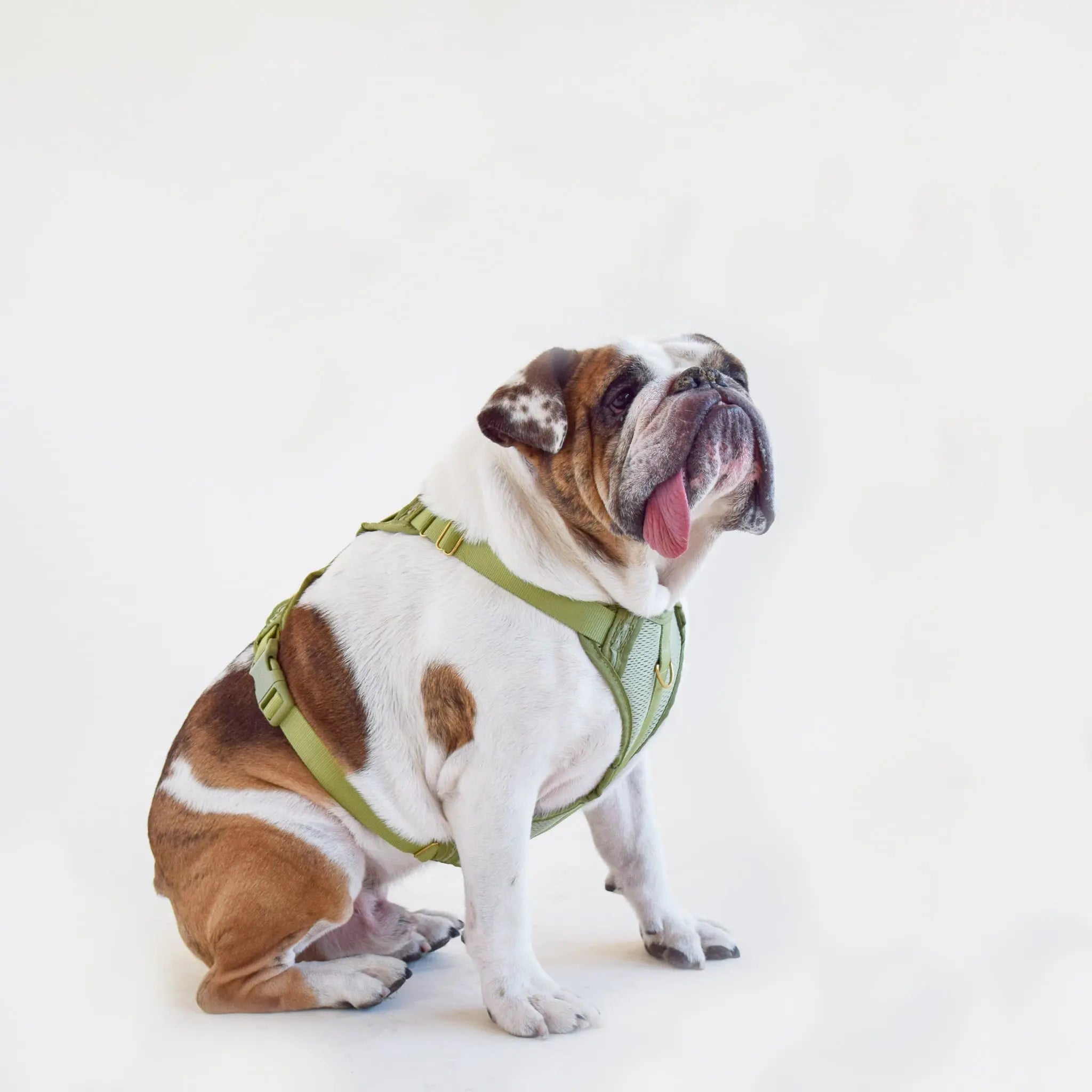 Huggie Dog Harness