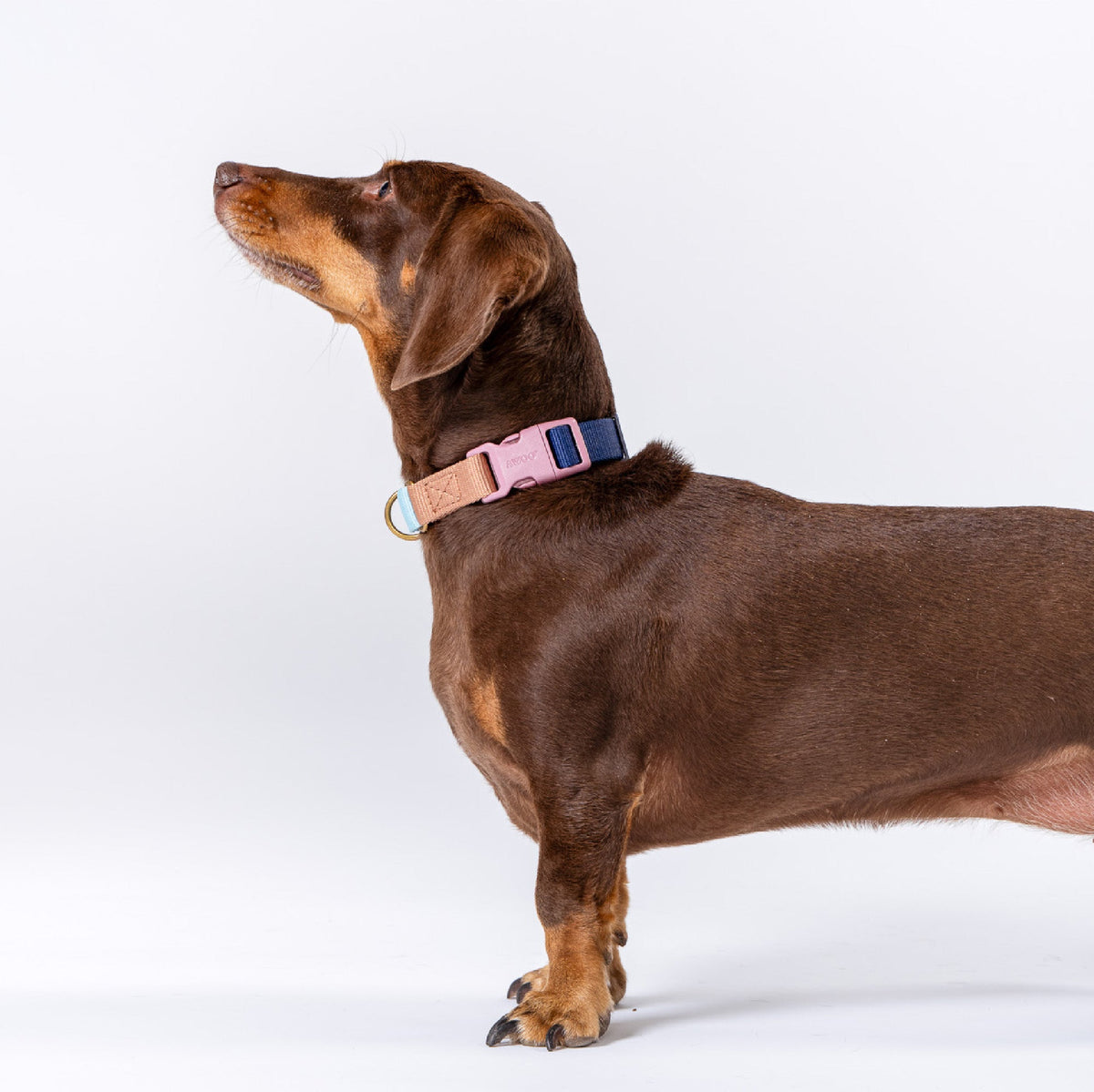 Marty Dog Collar