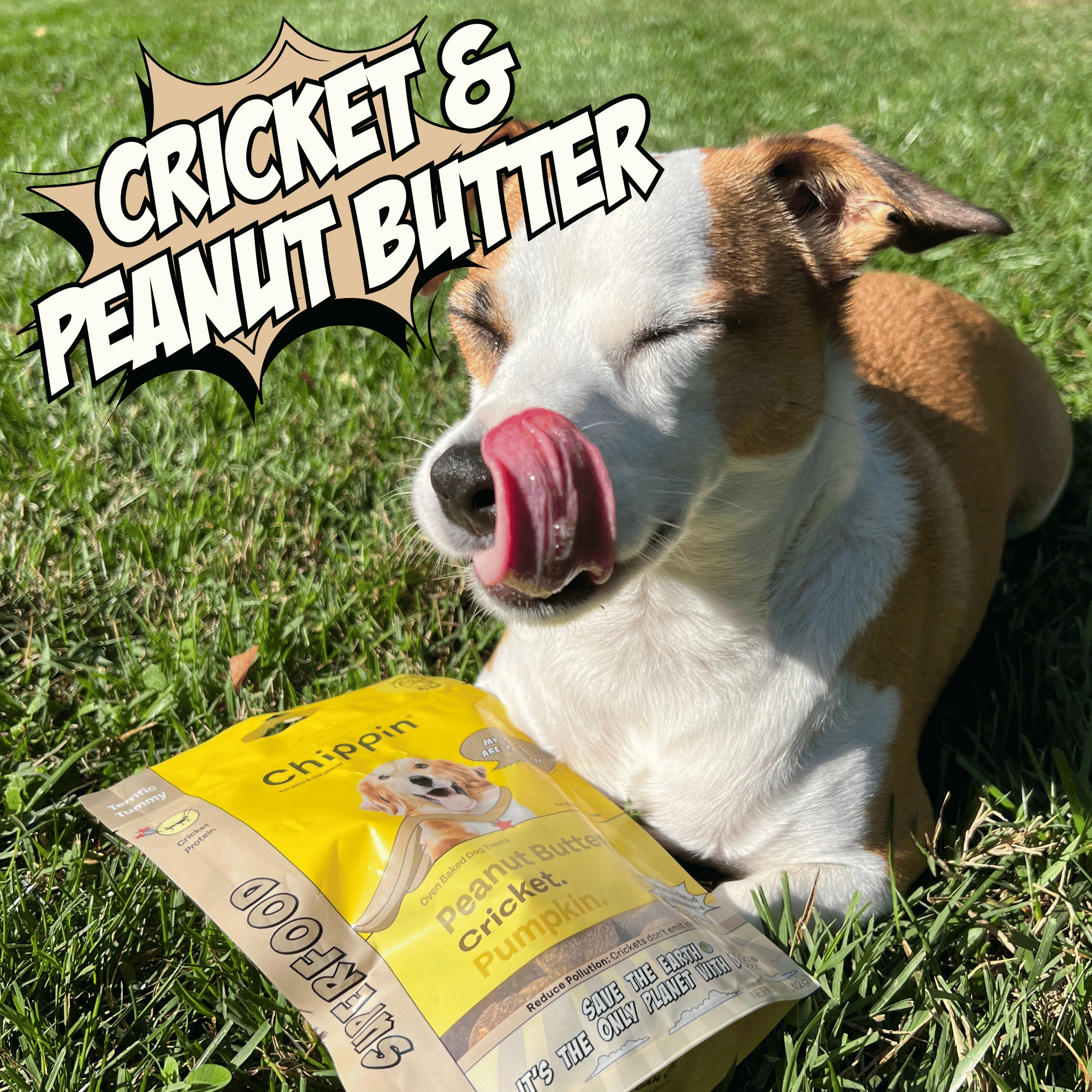 Superfood Cricket & Pumpkin Dog Treats, 4-Pack