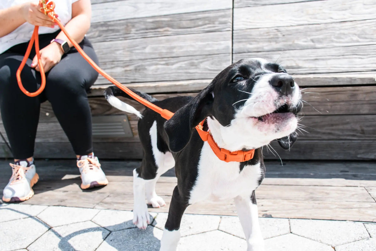 Marty Dog Collar