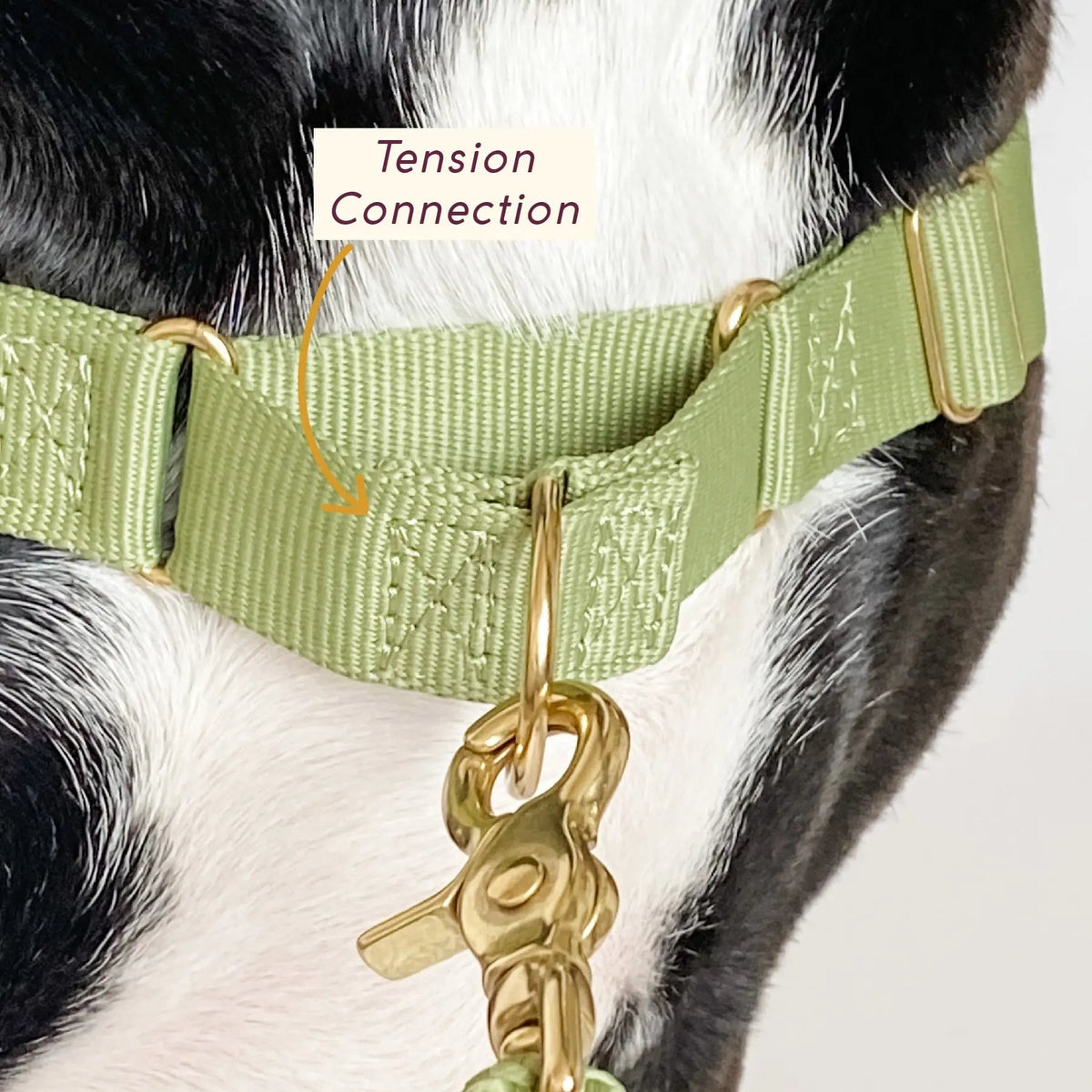 Roam Dog Harness