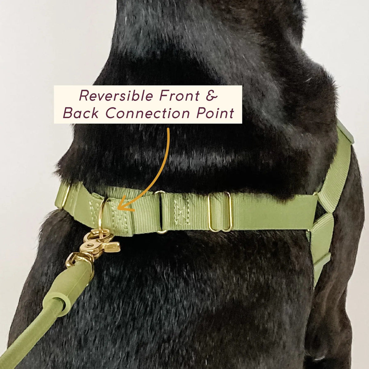 Roam Dog Harness