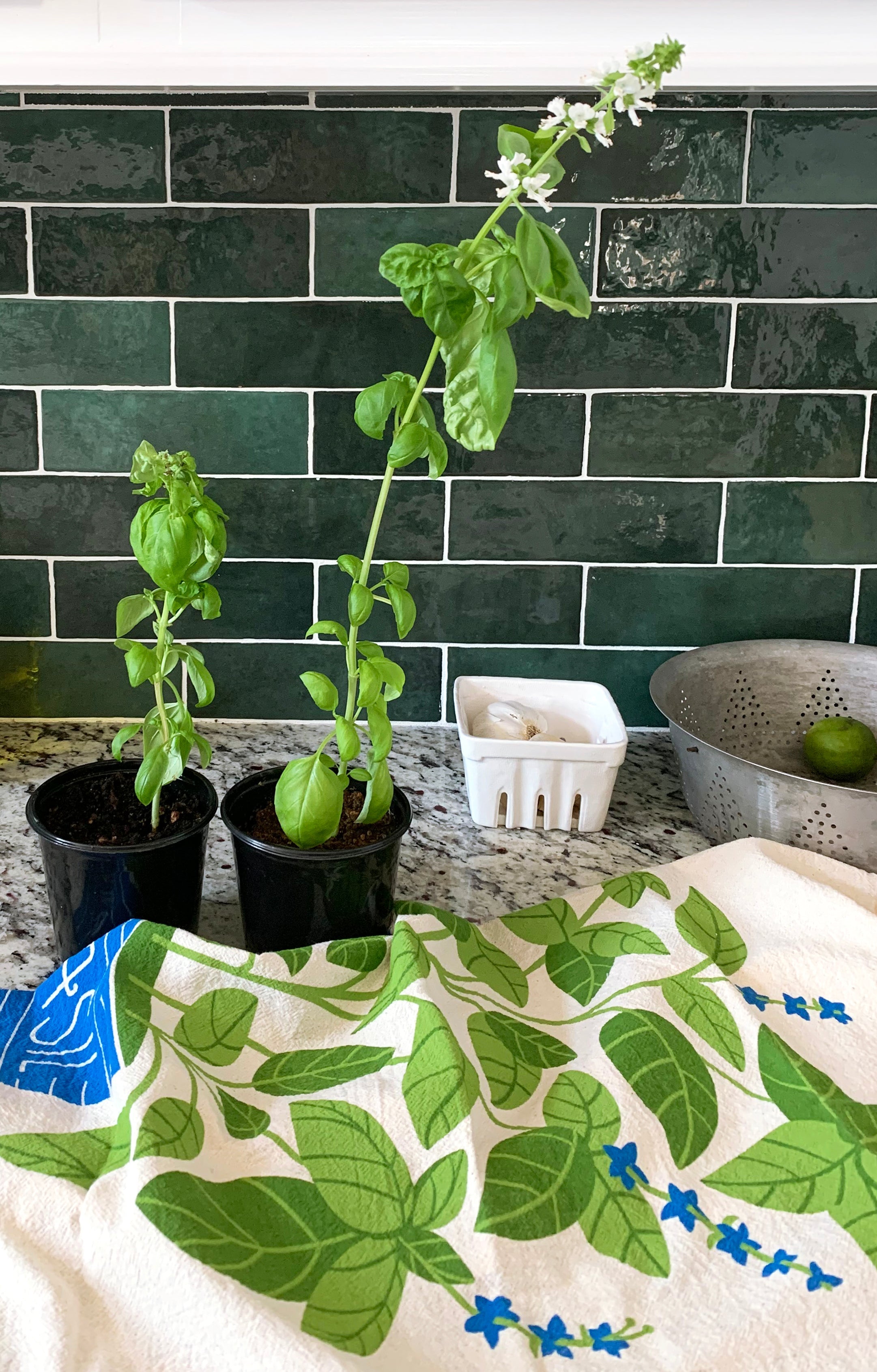 Basil Organic Cotton Dish Towel