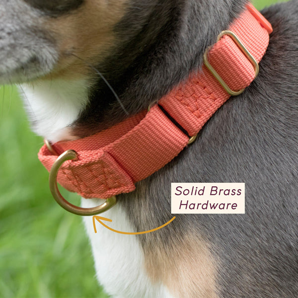 Marty Dog Collar
