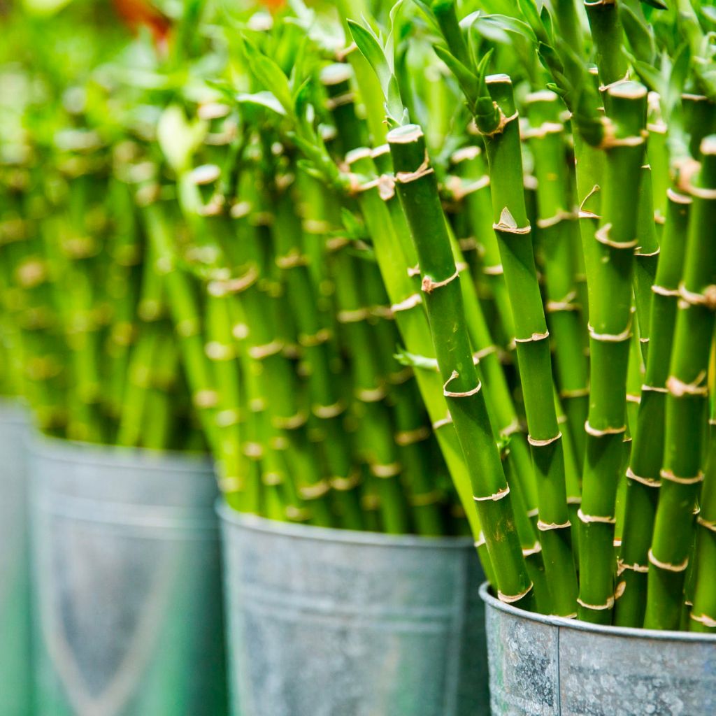 When is Bamboo Sustainable?