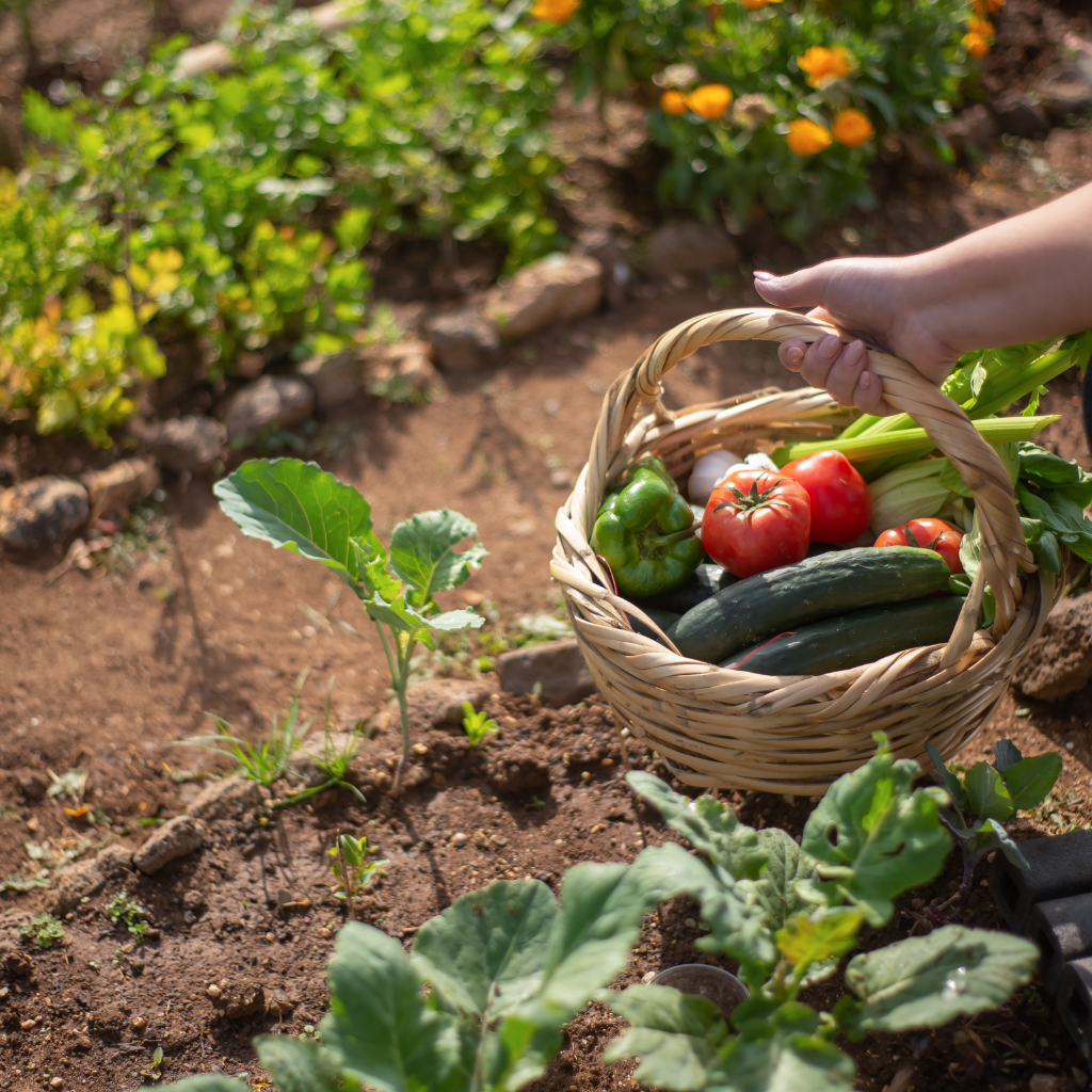 Simple Tips for a Sustainable Garden