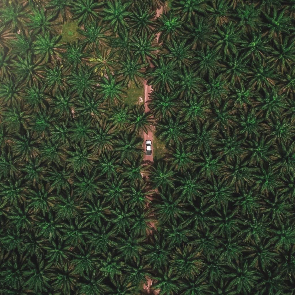 Sustainable Palm Oil: Does it Exist?