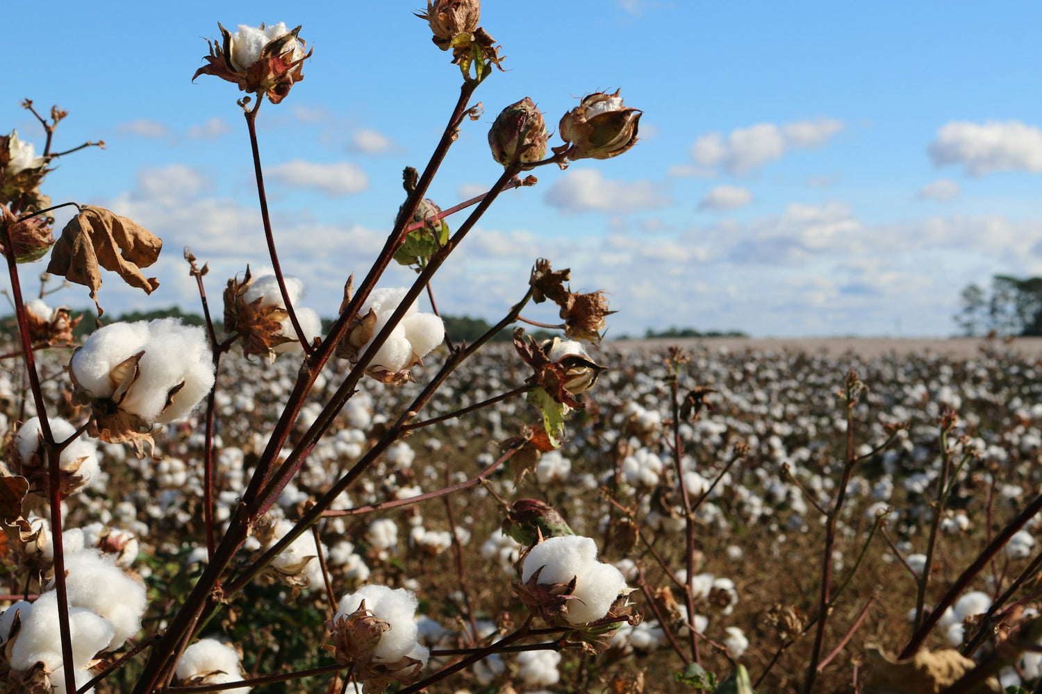 What Is Organic Cotton And Is It Better? Your Sustainable Cotton Fabric Guide