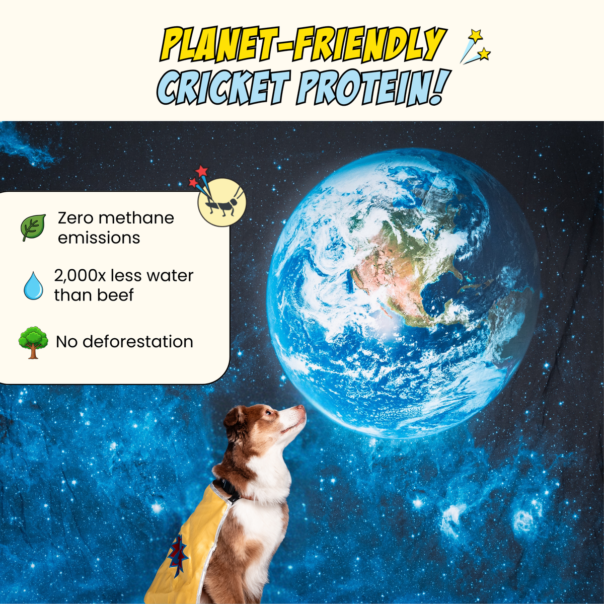 Chippin Sustainable Protein Dog Treat Starter Pack