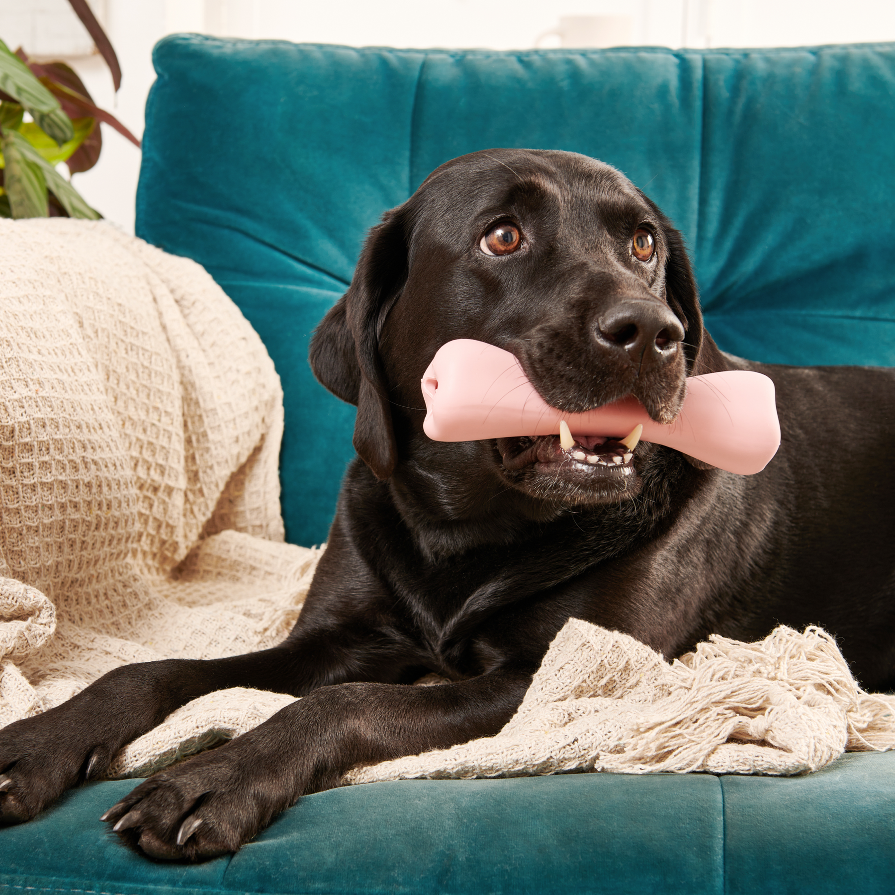 Natural Rubber Treat Bone