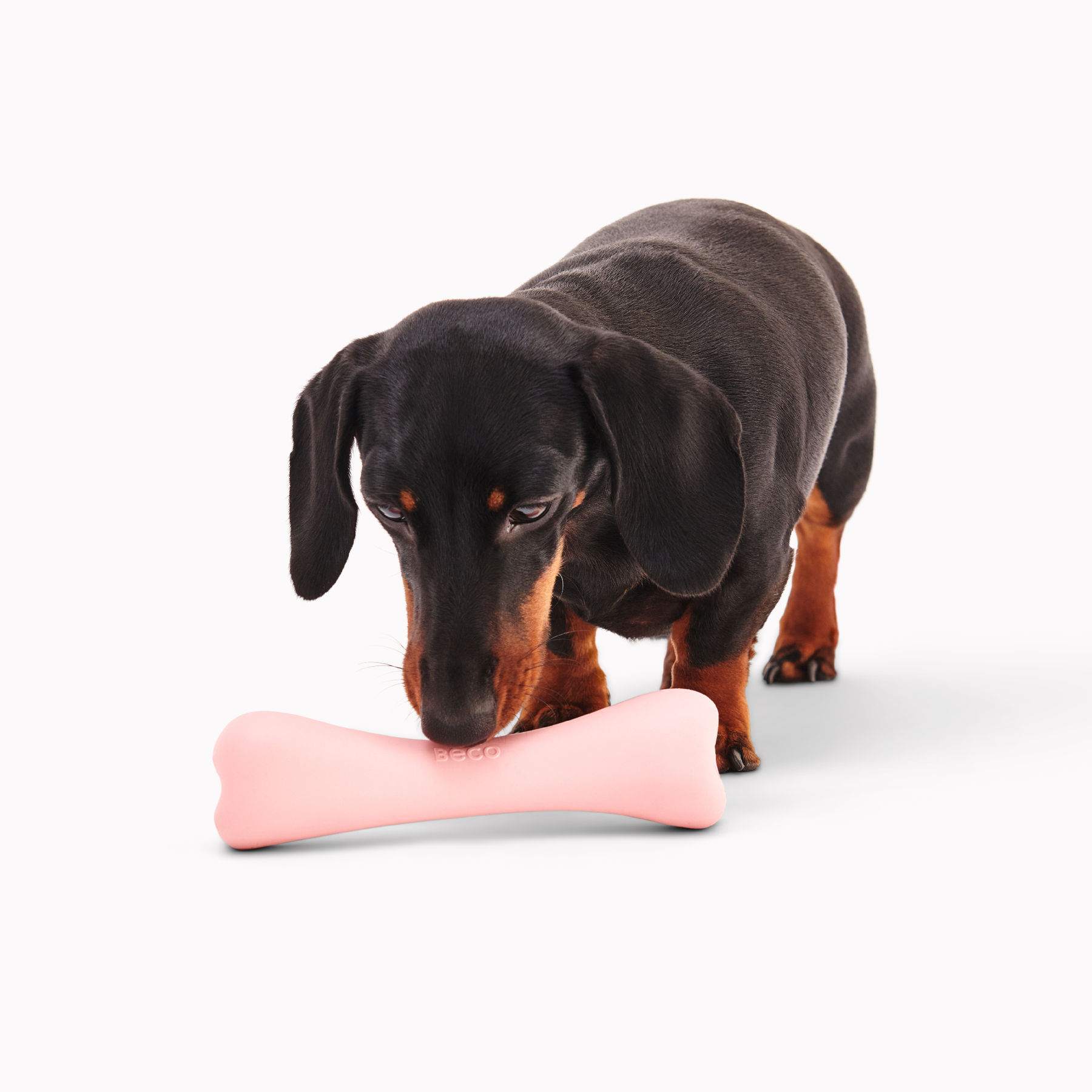https://earthhero.com/cdn/shop/files/4Beco_Natural-Rubber_with-dog_2_1800x.png?v=1699902167