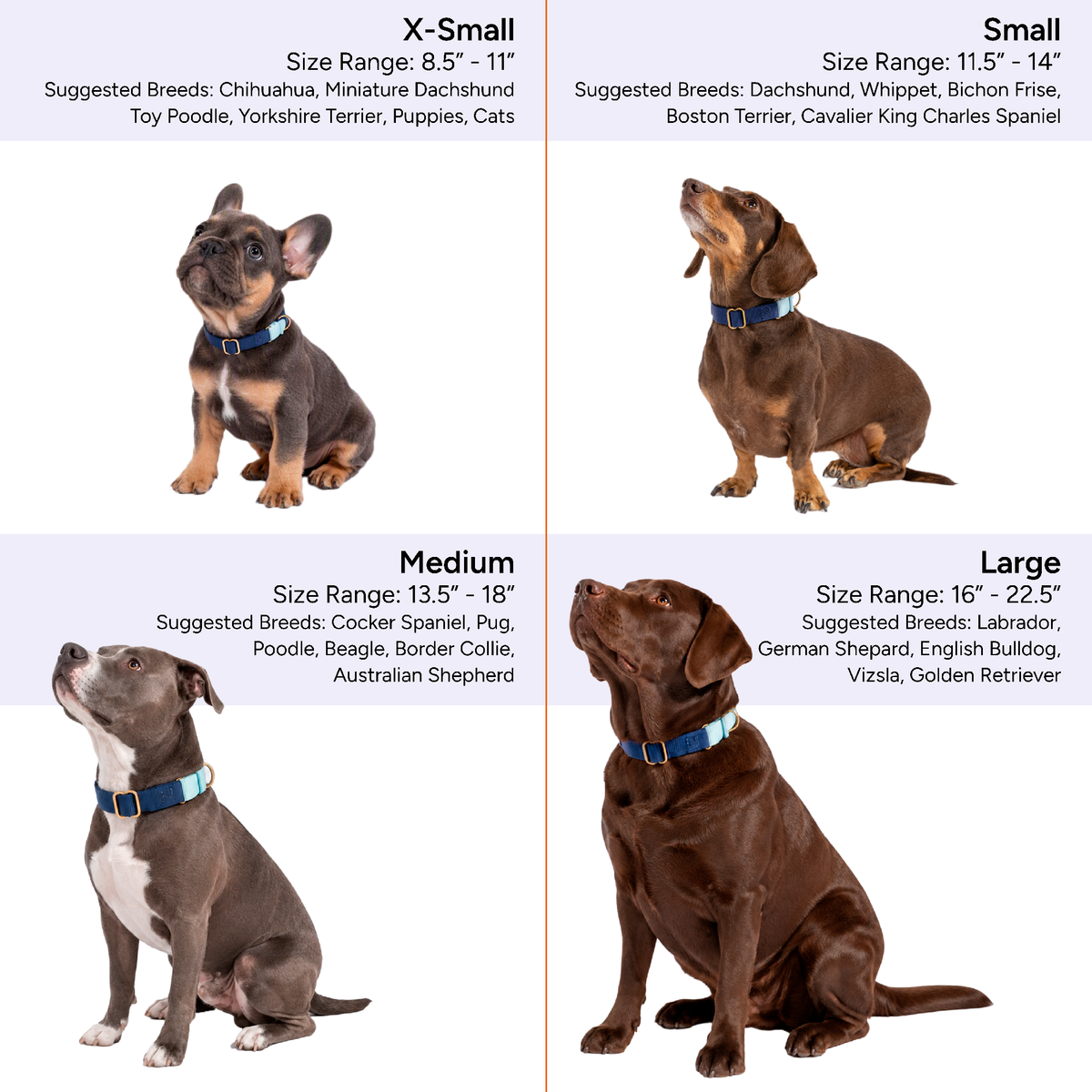 Marty Dog Collar
