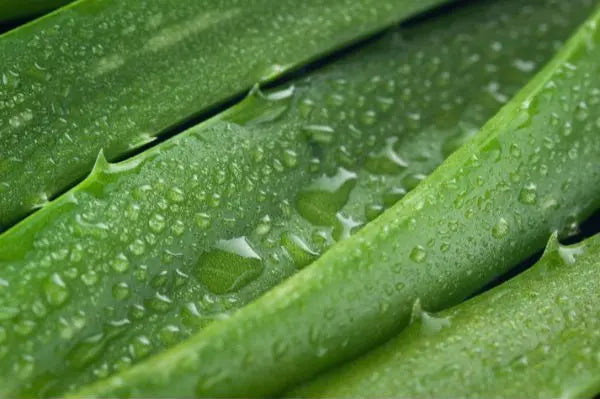 Aloe Vera & Matcha Soap Bar