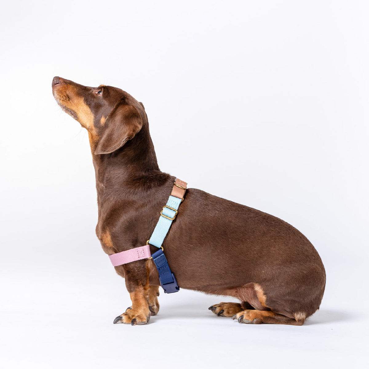 Roam Dog Harness