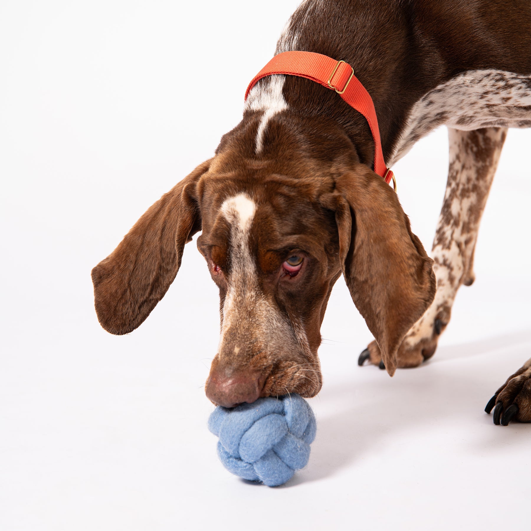 Knot Felt Puzzle Dog Toy