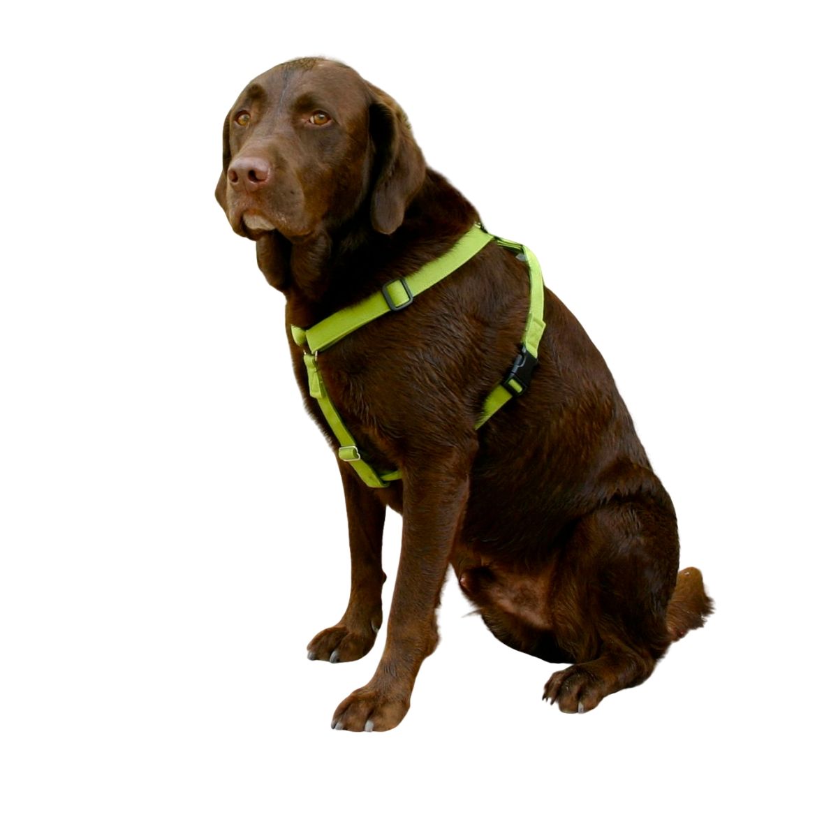 Hemp Dog Harness Basic GREEN