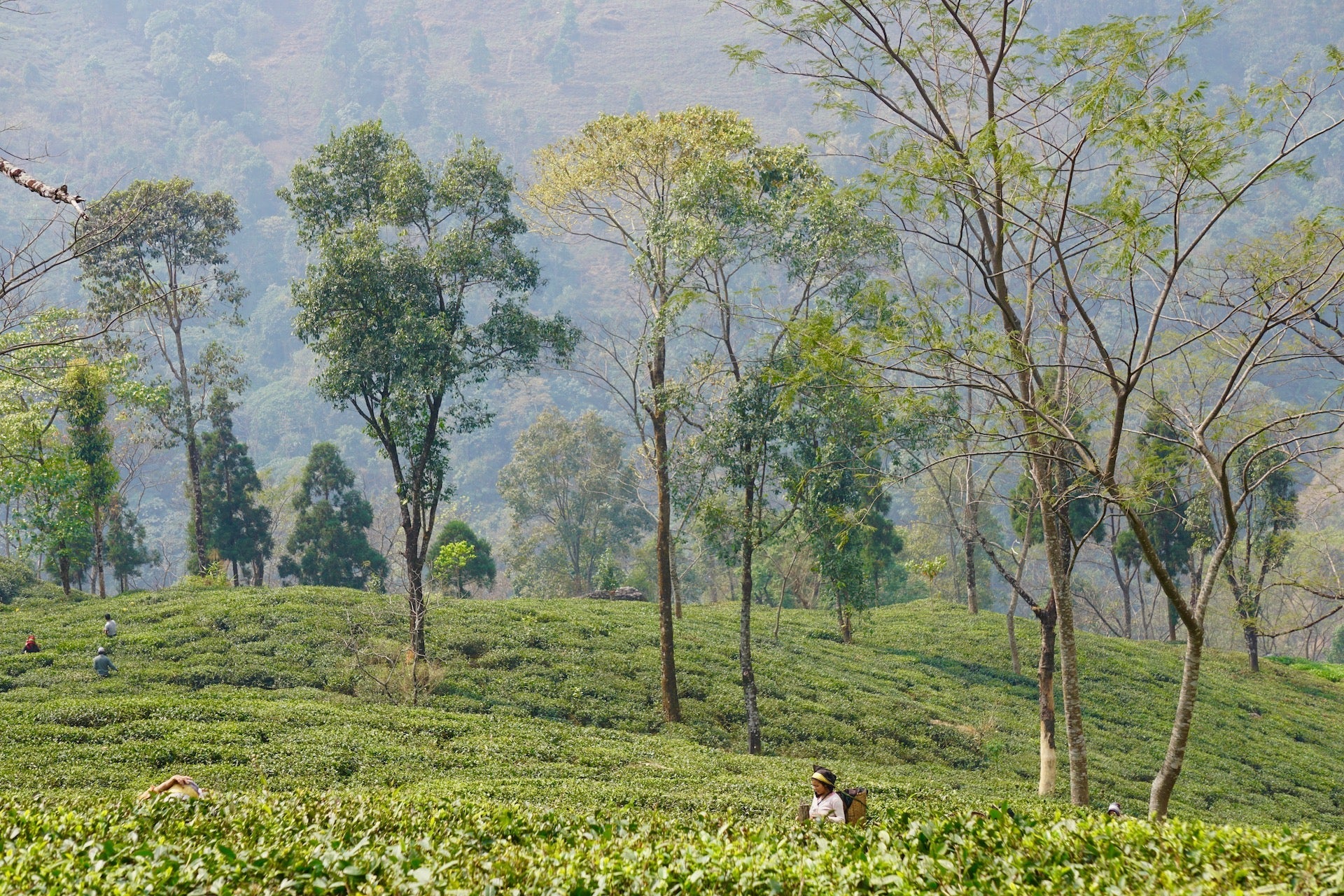 Darjeeling Green Tea