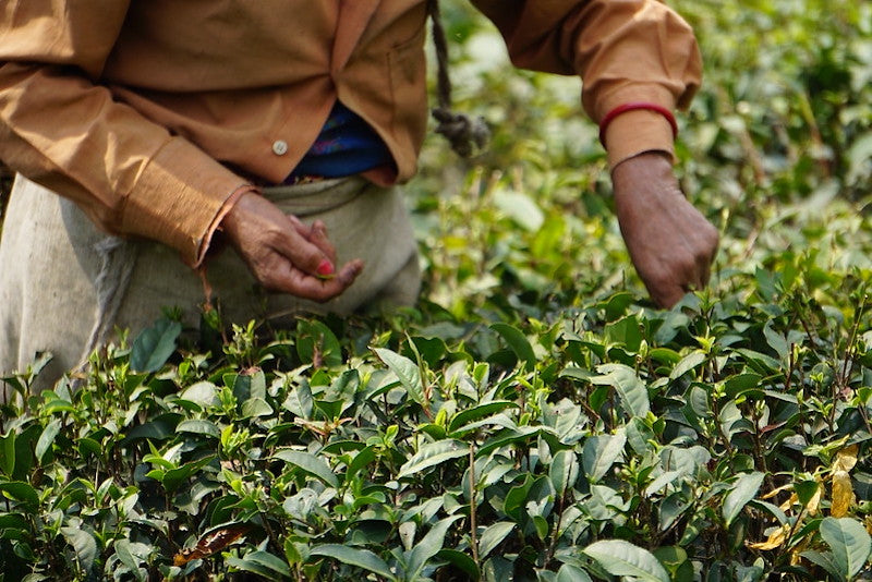 Darjeeling Second Flush Black Tea