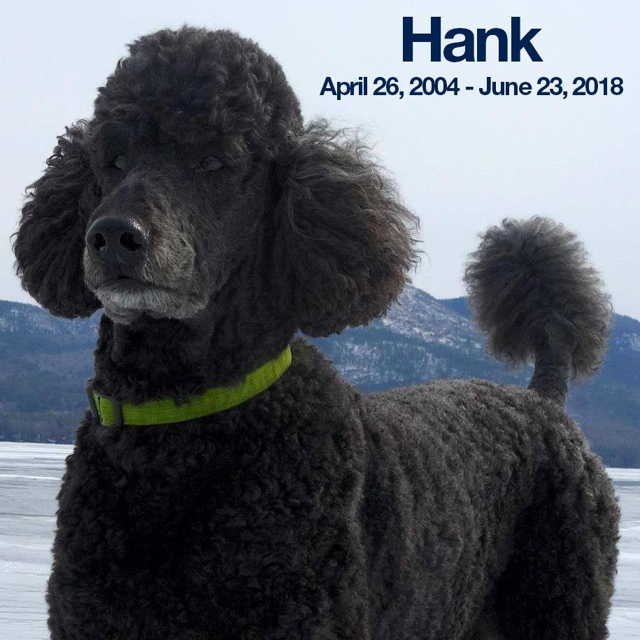 Hemp Dog Corduroy Collars (Rust,Marigold,Bronze,Avocado,Blue,Plum,Pink, Red, Black)