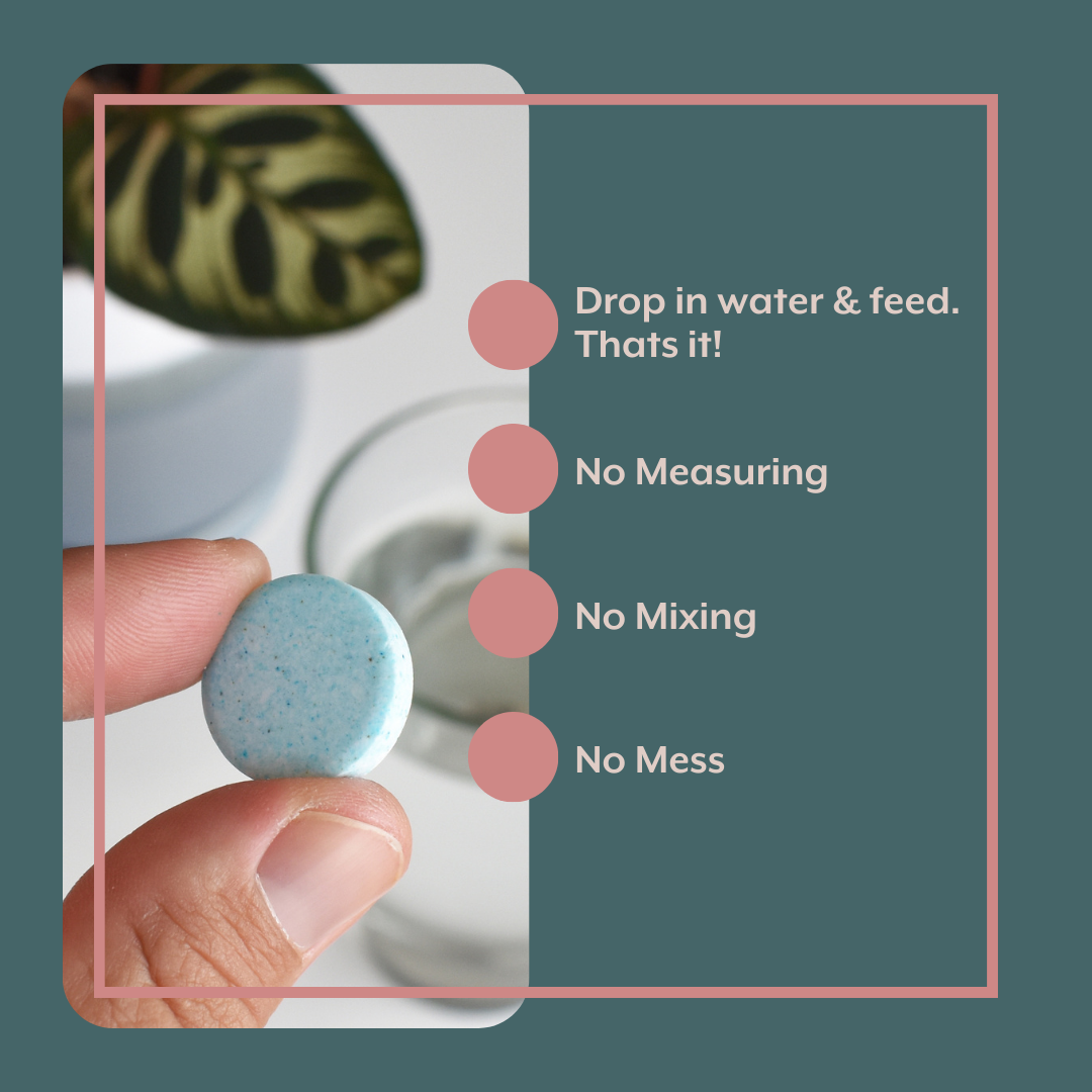 Houseplant GROW Bundle - Plant Food, ProBiotics & Watering Can