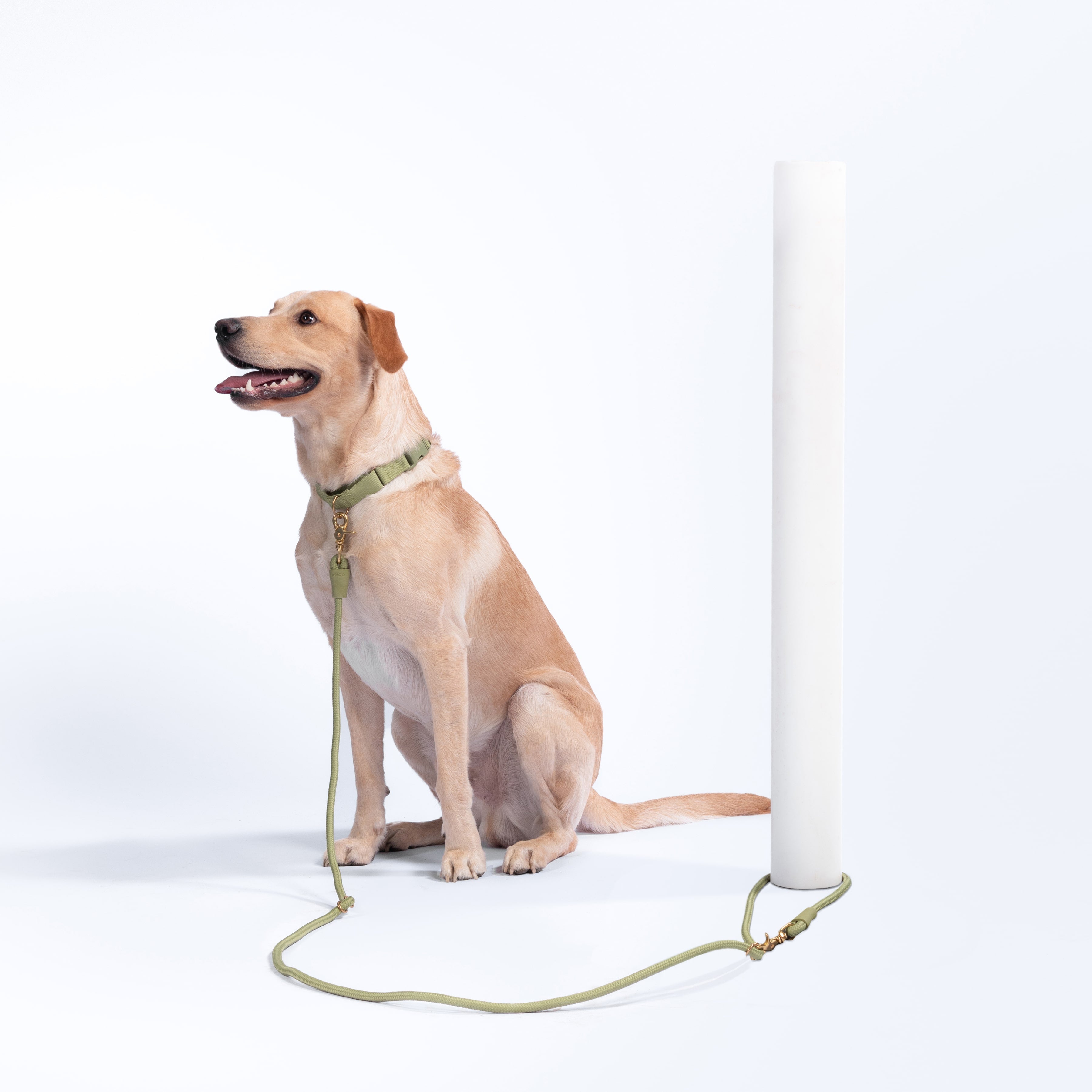Infinity Dog Leash