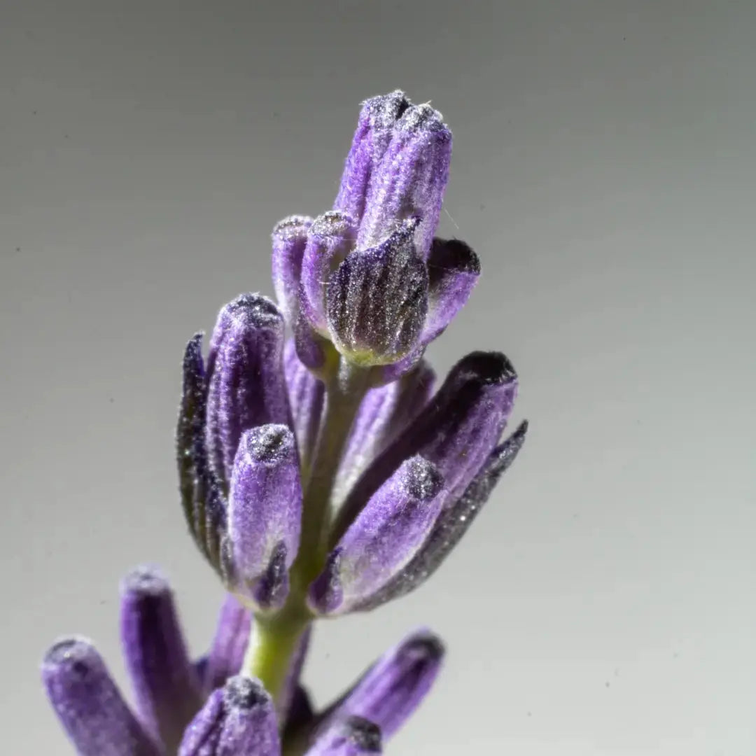 Lavender Soap Bar