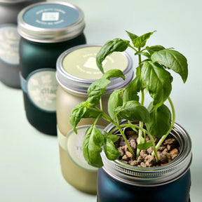 Herb Jar and Self-Watering Planter