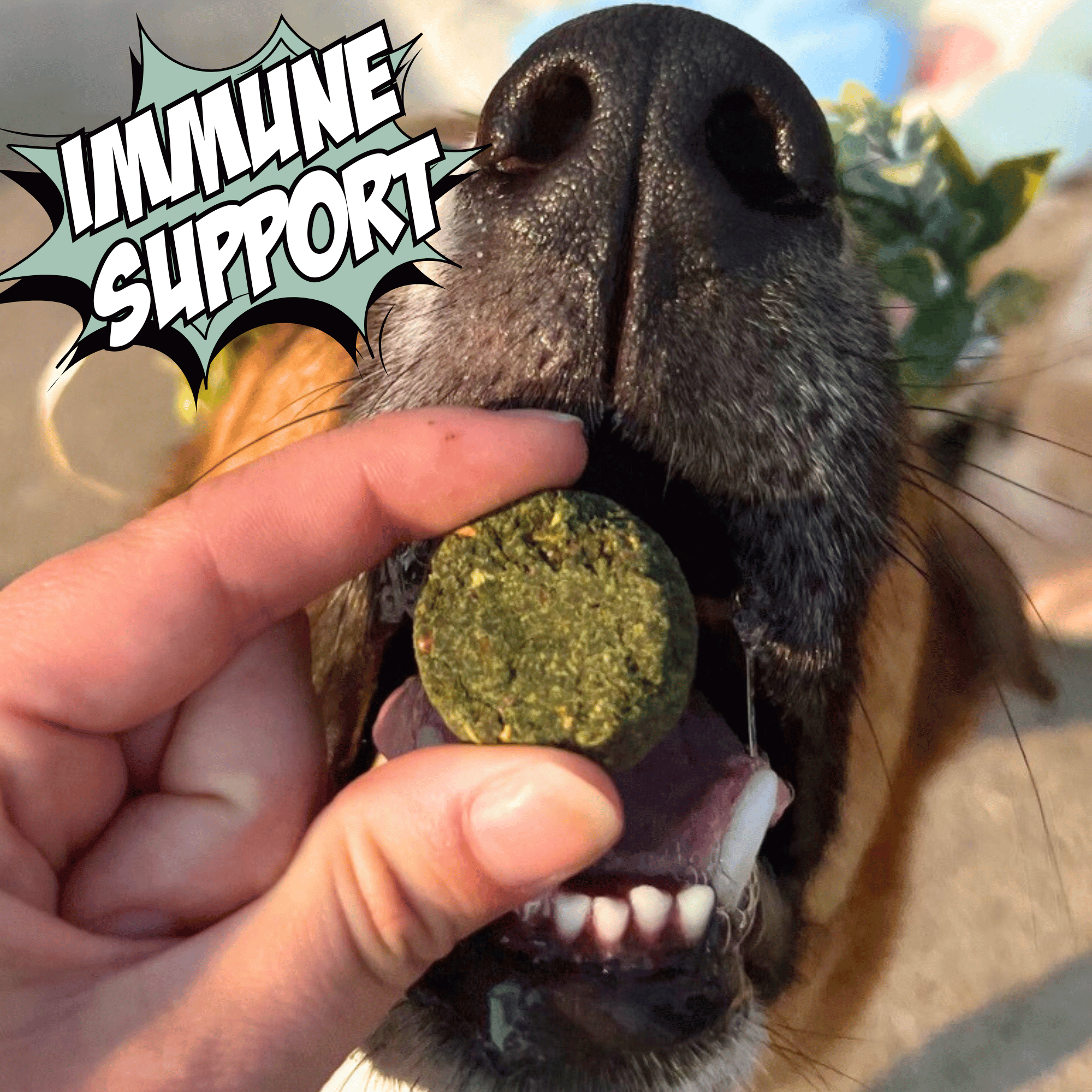 Allergy-Friendly Dog Treats, 6-Pack