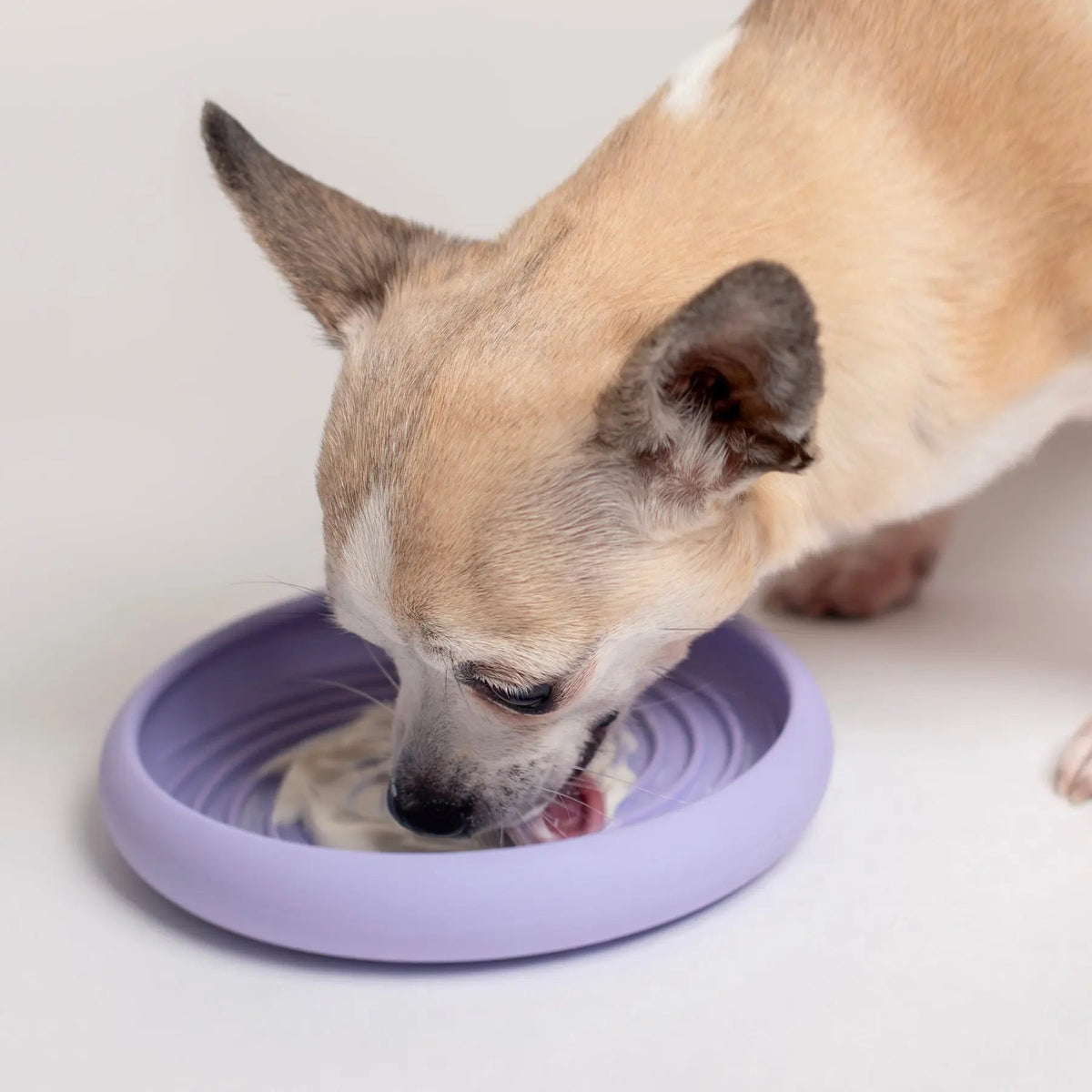 Lick Dish Slow Feeder For Dogs