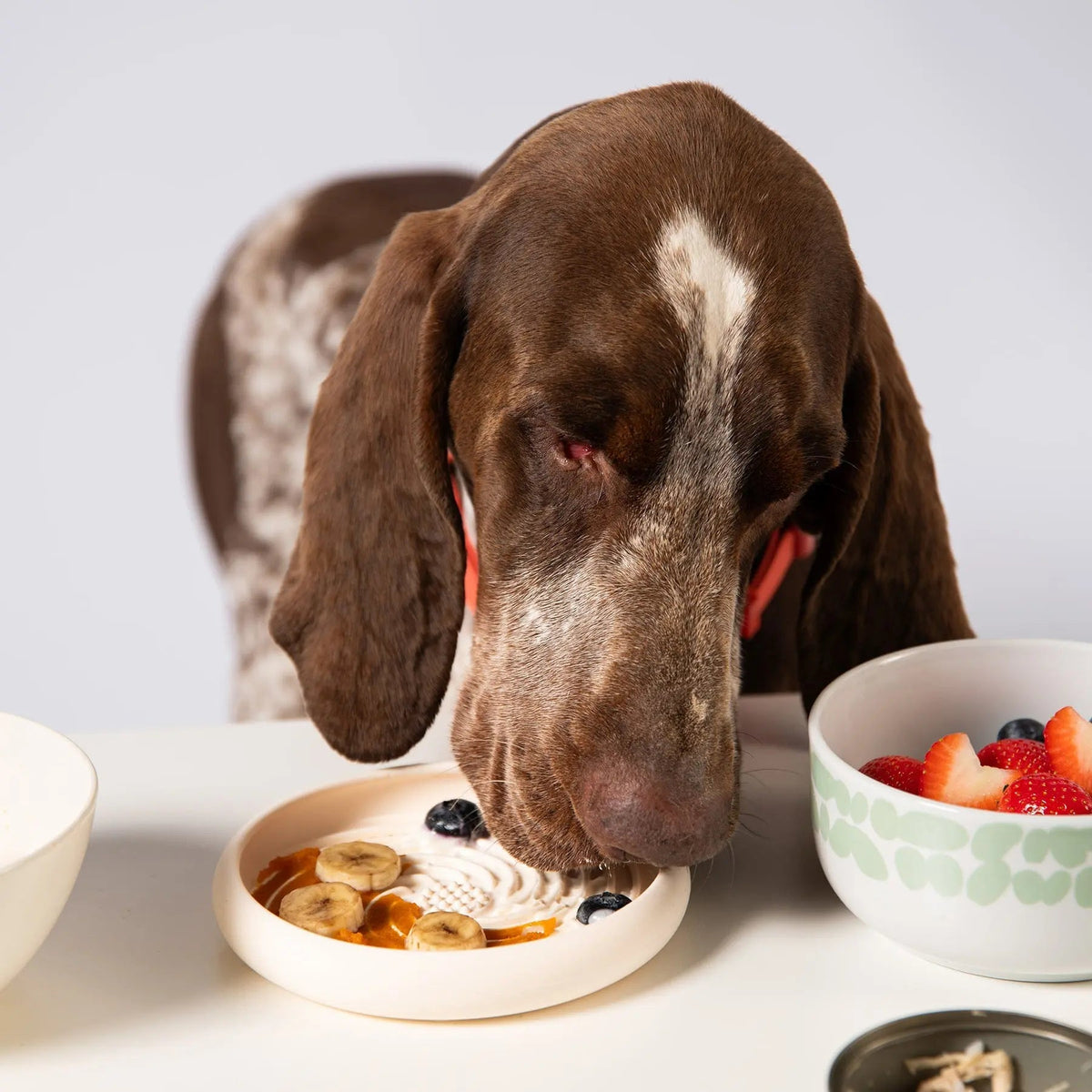 Lick Dish Slow Feeder For Dogs