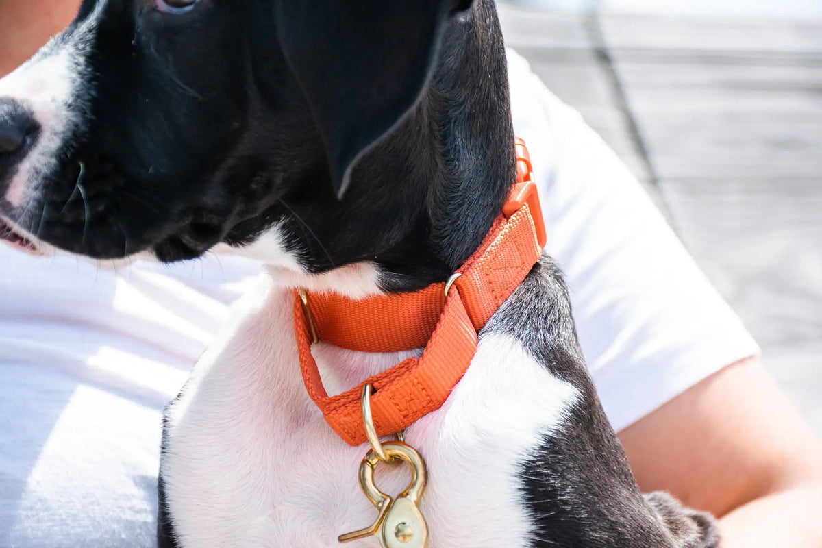 Marty Dog Collar