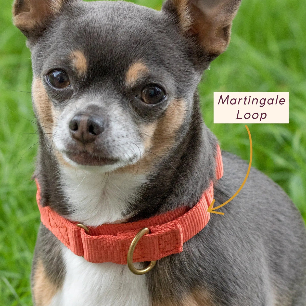 Marty Dog Collar