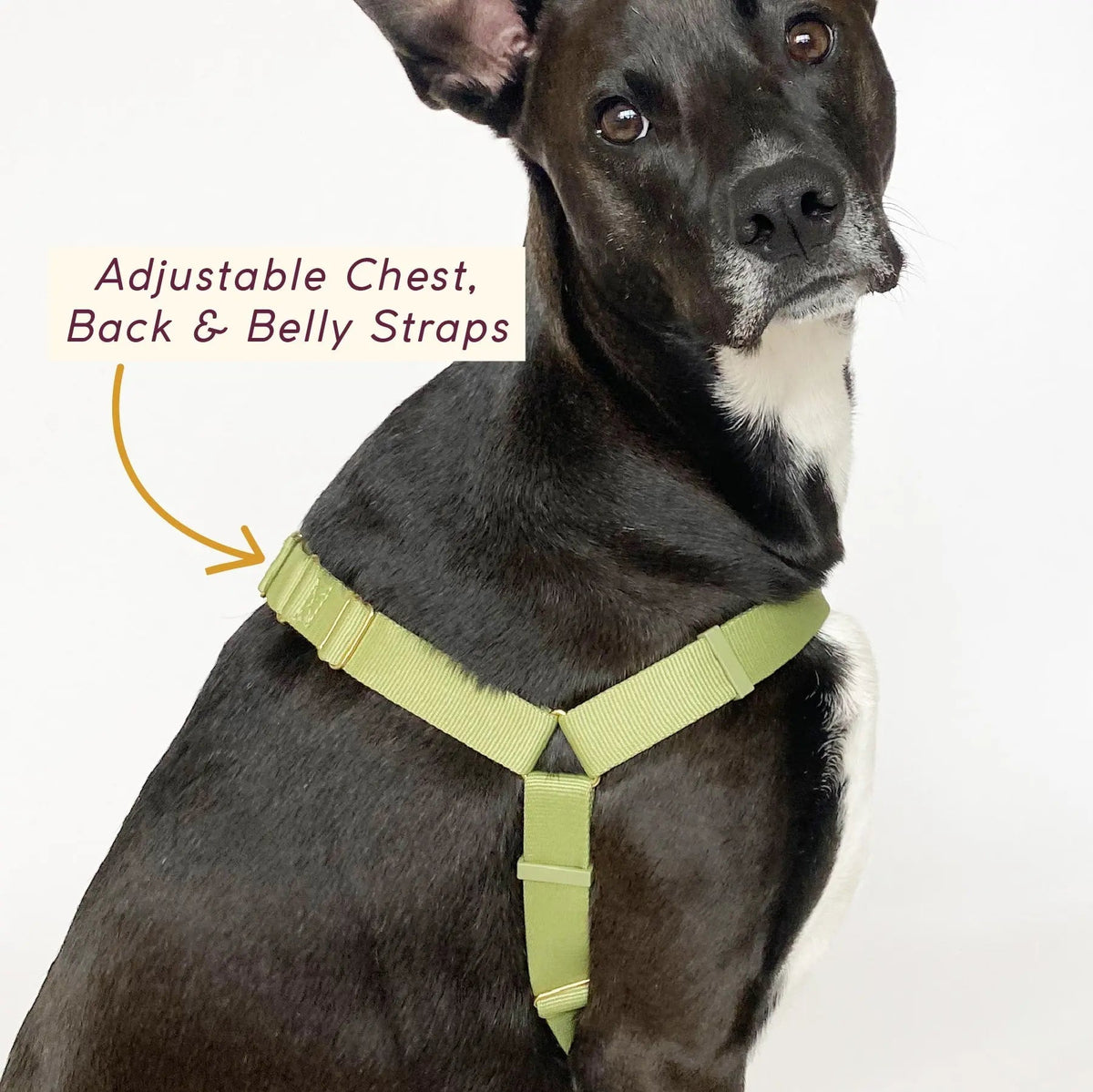 Roam Dog Harness