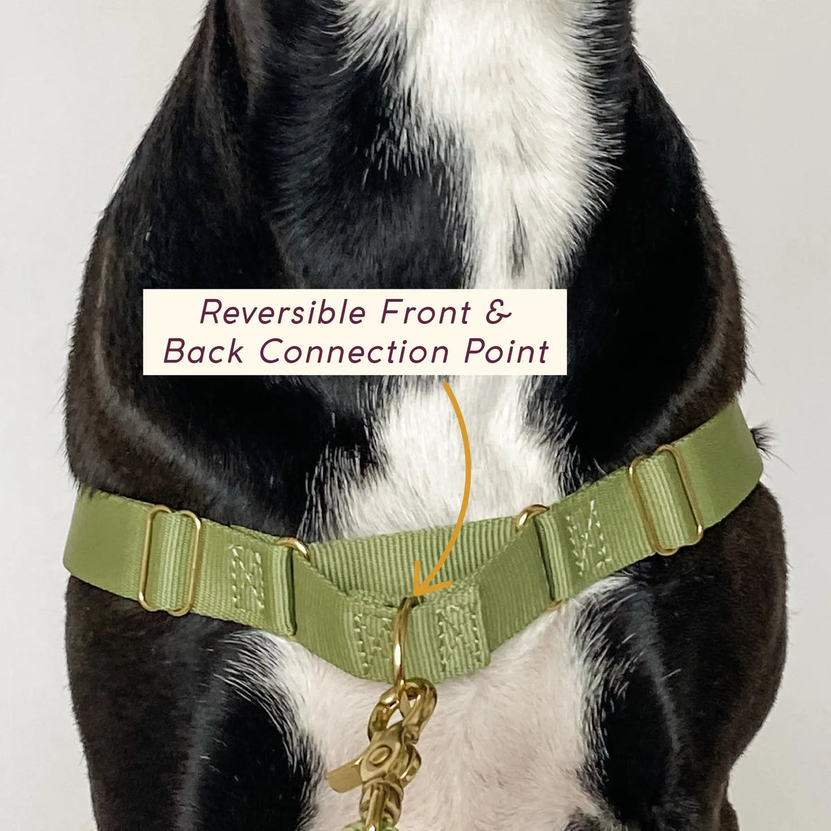 Roam Dog Harness