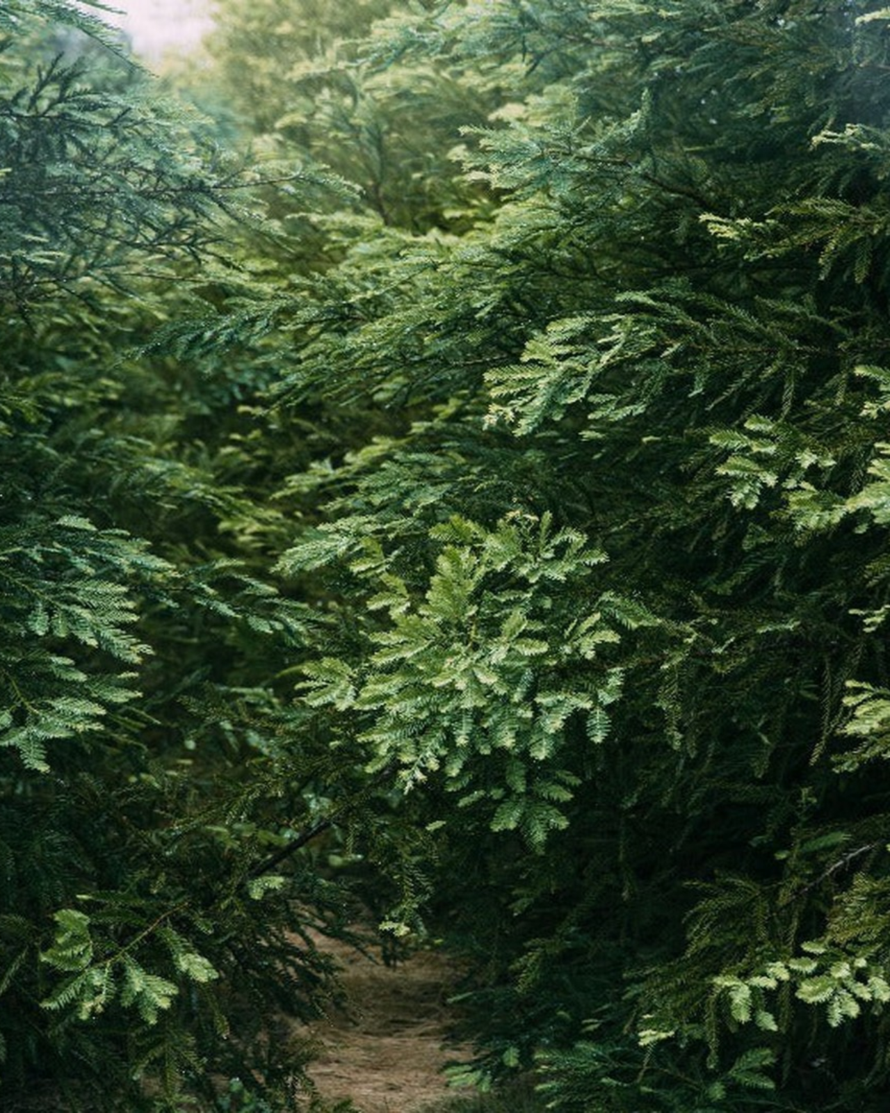 Douglas Fir Campfire Incense (20 Sticks) 3-Pack