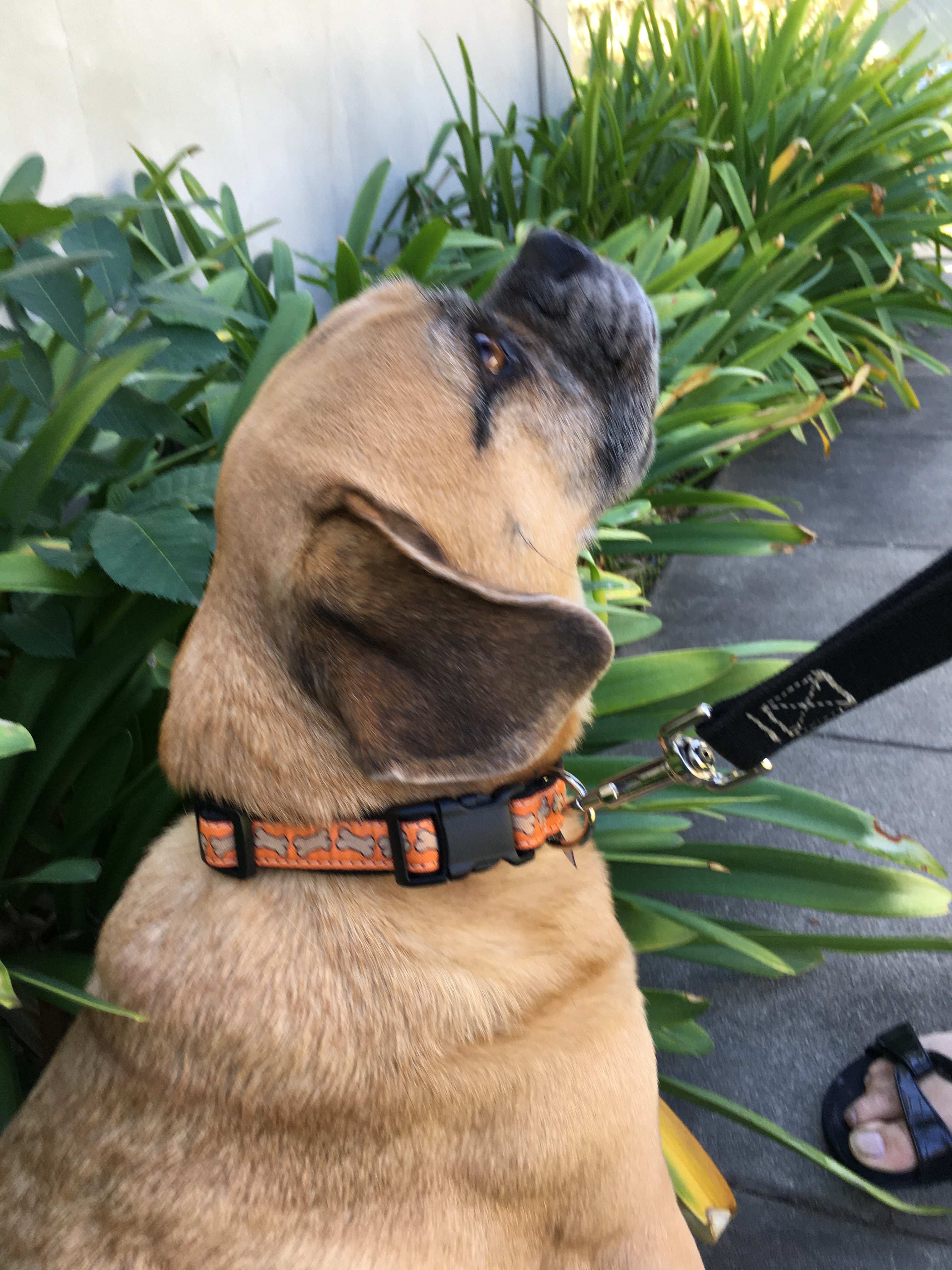 Hemp Dog Collar Orange Bones