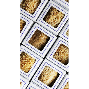 Sea Sponge