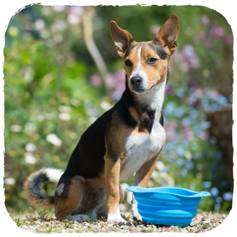 Silicone Collapsible Pet Travel Bowl