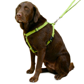 Basic Hemp Canvas Dog Harness