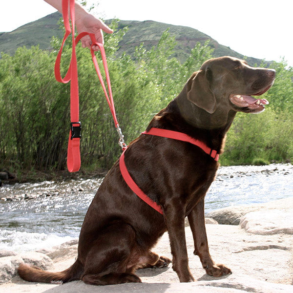 Basic Hemp Canvas Dog Harness