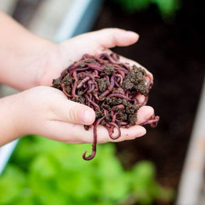 Subpod Subpod In-Garden Compost System